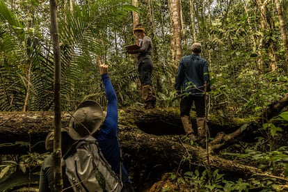 Árboles del Amazonas