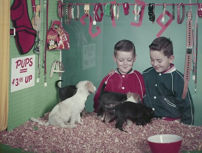 Dos chicos observan a los perros en venta en una tienda en el año 1957. Afortunadamente, la estampa de animales enjaulados y en venta está desapareciendo paulatinamente de las ciudades.