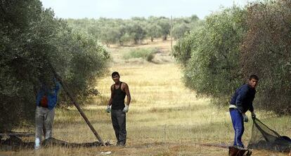 Recogida de la aceituna en la provincia de Sevilla.