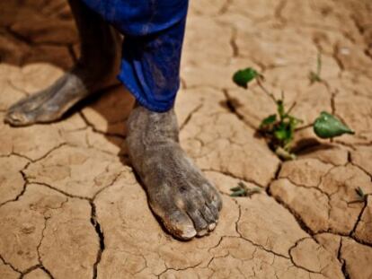 Clima extremo, precios alimentarios extremos