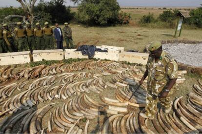 Miembros del KWS de Kenia inspeccionan los 317 colmillos de elefante y cinco cuernos de rinoceronte que iban a ser exportados ilegalmente a Malaisia.