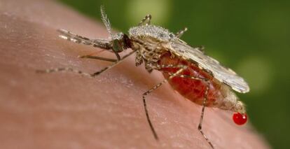 Una foto del mosquito que transmite la malaria posado en una persona, y en la que se ve la sangre en su abdomen.