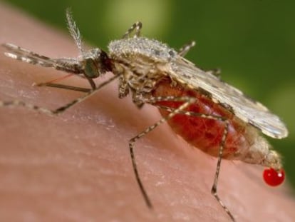 Una foto del mosquito que transmite la malaria posado en una persona, y en la que se ve la sangre en su abdomen.