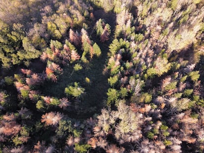 Zona boscosa de Riells (Girona), en una imagen tomada el pasado noviembre por voluntarios del proyecto Alerta Forestal del CREAF.