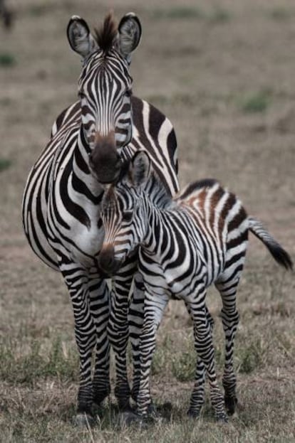 Una cebra de Grant con su potro en las llanuras de Kenia.