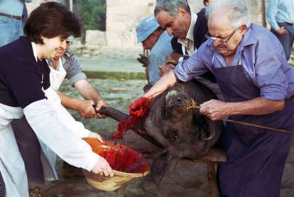 Traditional slaughter of a black pig in Mallorca.