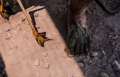 The leg of an Andean flamingo next to the foot of a researcher.