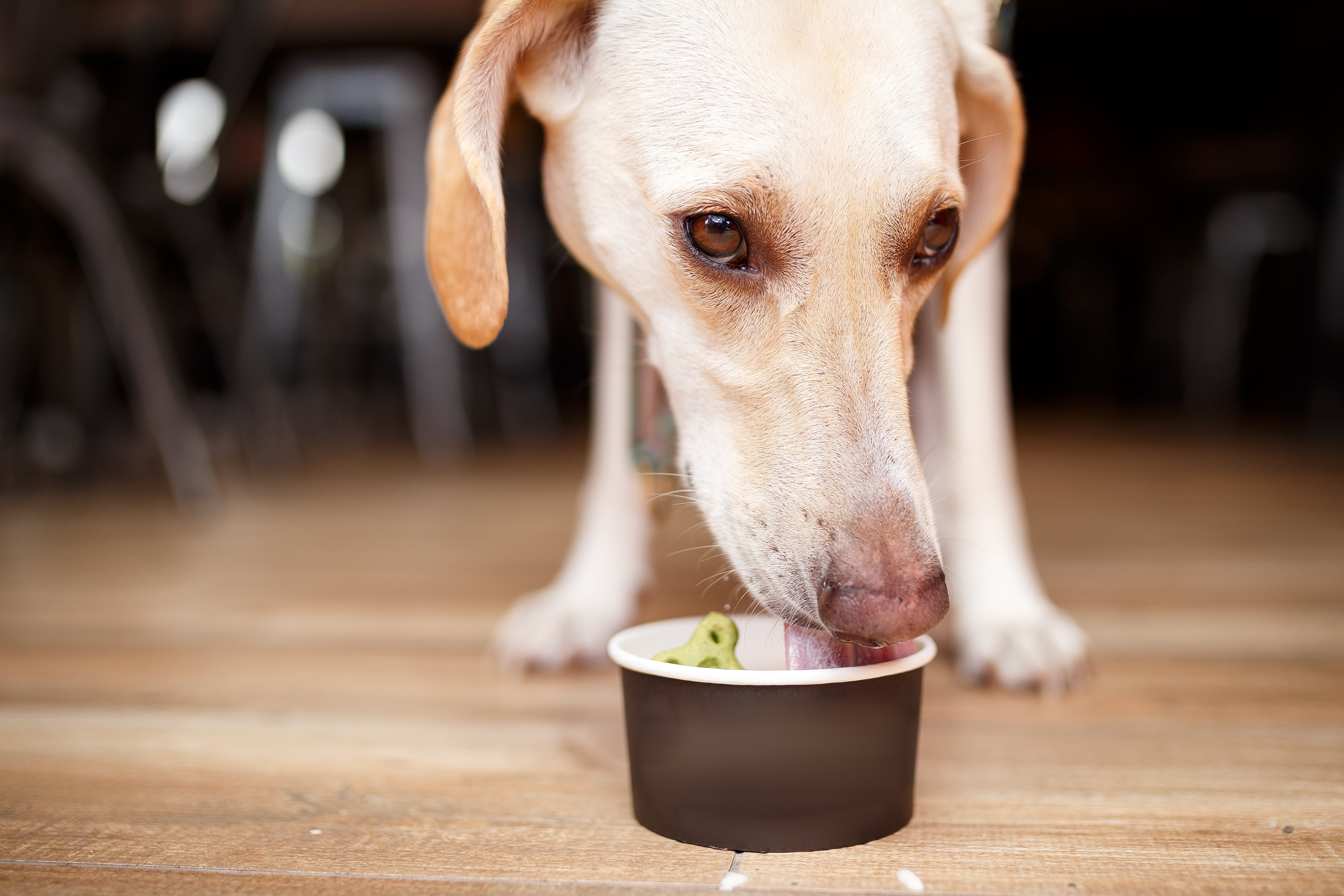 Gelati Ernesto: la heladería en Valladolid que también ofrece tarrinas para perros 