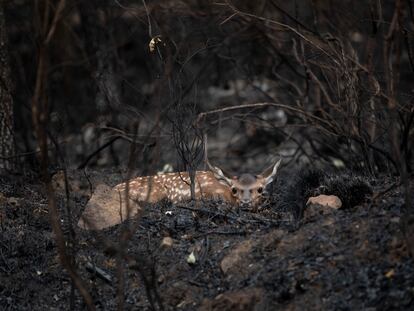 Un ciervo entre las cenizas tras el incendio sofocado hace tres días e iniciado el pasado día 15 en la sierra de la Culebra, este miércoles.