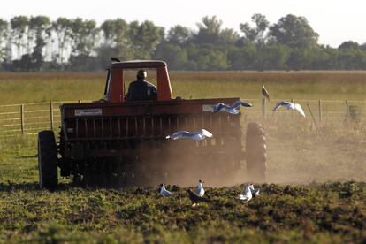 Un agricultor conduce un tractor en una plantanción de sorgo de la provincia de Buenos Aires.