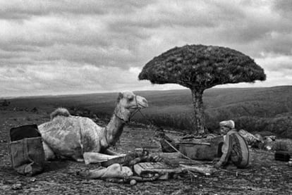 Un socotrí con su camella junto a un árbol draco, en la isla de Socotra, en el Índico.