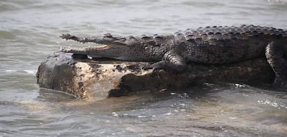 Un cocodrilo en el río Mowbray.