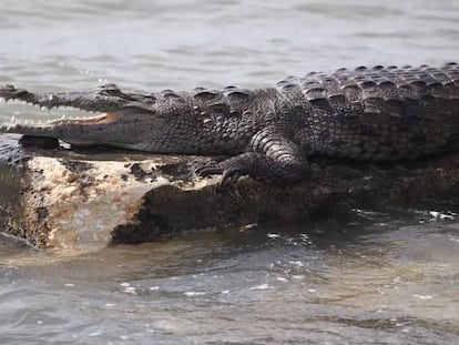 Un cocodrilo en el r&iacute;o Mowbray.
 