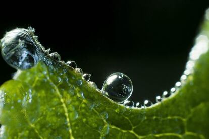 Vista de las gotas de rocío en la hoja de una planta a primera hora de la mañana en Mihalygerge, a 130 km de Budapest, Hungría, hoy, 26 de abril de 2016.