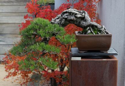 Ejemplar de pino negro japonés 'Pinus thunbergii (Parl.)'.