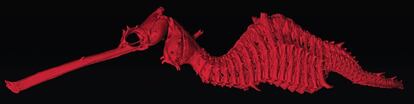 Este dragón de mar de 24 centímetros y un llamativo color rojo es, según subraya el Instituto Internacional para la Exploración de Especies, un recordatorio del desconocimiento que tiene el ser humano de su propio planeta. El pez, bautizado 'Phyllopteryx dewysea' y emparentado con los caballitos de mar, fue descubierto en la costa occidental de Australia. "Si no habíamos visto un dragón rojo de casi un pie de longitud en aguas poco profundas, ¿cuánto más no conoceremos todavía?", se preguntan los científicos. En la imagen, el esqueleto de un ejemplar visto con una técnica especial.