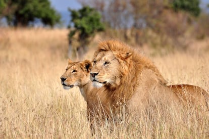 Un león y una leona en la reserva nacional de Masái Mara.