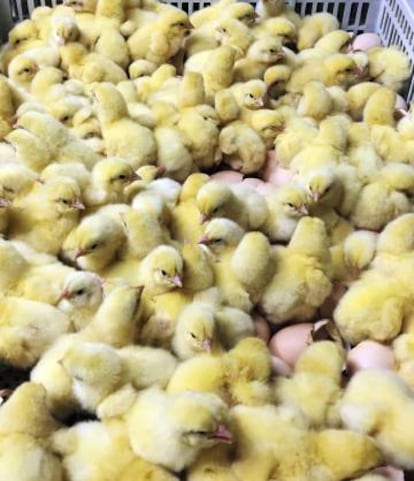 Pollos recién nacidos en una granja en Seúl (Corea del Sur) el 11 de enero.