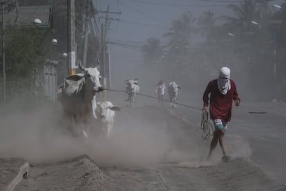 Los residentes tiran de sus vacas por un camino en Agoncillo, Batangas,(Filipinas), el 16 de enero.