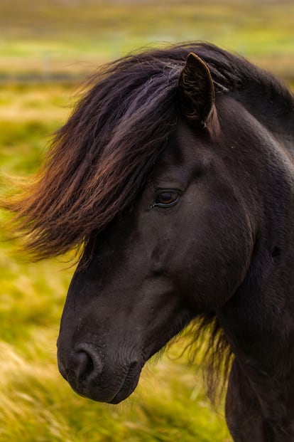 Los caballos de las Feroe son una raza protegida desde hace muchos años y un orgullo para sus habitantes.