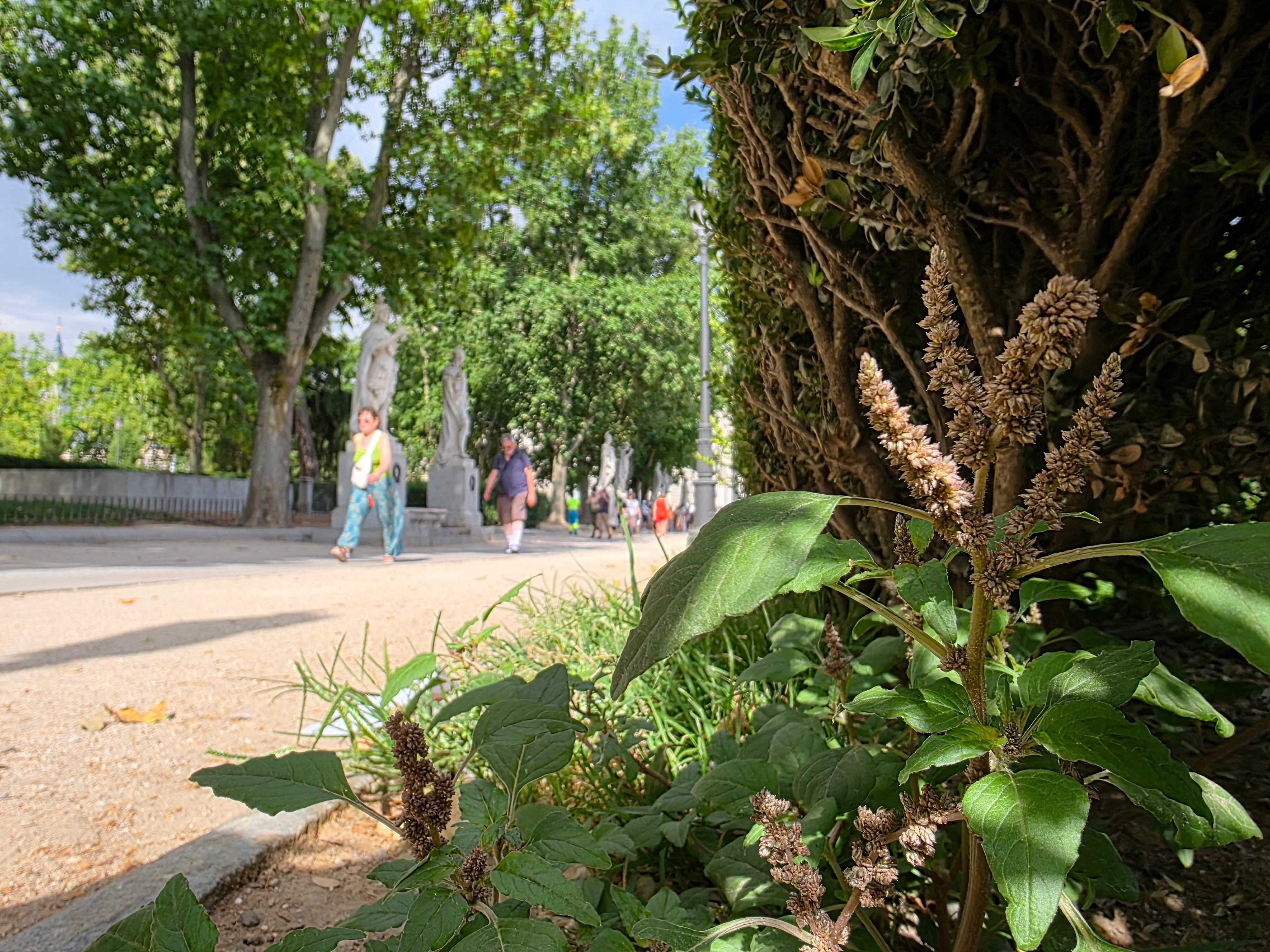 Es frecuente ver bledo rastrero al pie de los setos de los jardines.