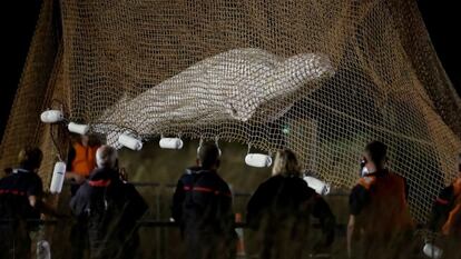 La ballena de 800 kilos, rescatada en el río Sena por 80 especialistas, ha tenido que ser sacrificada este miércoles mientras era trasladada al mar debido a la “degradación de su estado de salud”, según informaron las autoridades de la región de Calvados. 