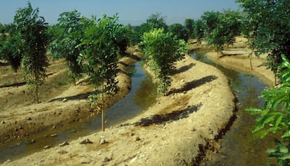 Plantaci&oacute;n de &aacute;rboles para combatir la desertificaci&oacute;n en Luxor (Egipto).