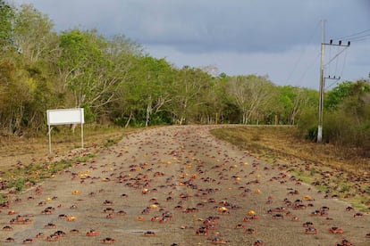 Estos crustáceos emergen al amanecer y recorren las carreteras de la bahía creando verdaderas ‘alfombras’.