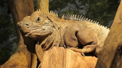 La iguana de Jamaica ('Cyclura collei') está en peligro crítico de extinción, según la UICN. Es una especie endémica de Jamaica. No se sabe con precisión cuántos ejemplares quedan, pero se estima que menos de 200. La población continúa disminuyendo por la destrucción del hábitat y por la depredación de especies introducidas.