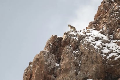 Leopardo de las nieves fotografiado por Vincent Munier durante la expedición al Tíbet con Sylvain Tesson.