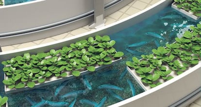 Plantas y peces en una instalación acuapónica. La acuaponía es un sistema de producción de alimentos que optimiza la producción y ahorra agua y nutrientes; un ejemplo de la tecnología al servicio de la sostenibilidad.