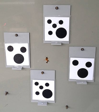 Una abeja escoge entre el valor 'tres' y el 'cinco' en el experimento.