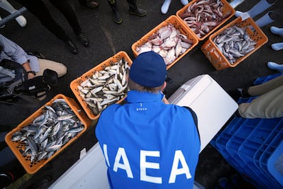 Un técnico del OIEA toma muestras de una bandeja de peces en el puerto de Hisanohama, a 35 km al sur de la central nuclear, el 19 de octubre. 