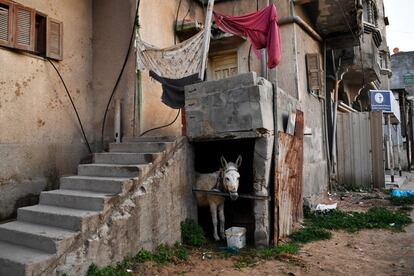 Un burro encerrado en el pequeño habitáculo de una vivienda en Gaza, el 18 de febrero de 2019. Es común verlos en la ciudad remolcando carros cargados.
