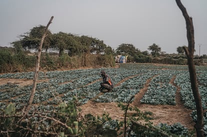 “Lo que parecía una solución para todos nuestros males, se ha convertido en una pesadilla. Desde que la sal está presente en el agua con la que regamos nuestros campos, estamos obligados a invertir mucho dinero en costosos sistemas de filtración. Algunas de mis compañeras han tenido que abandonar sus terrenos por falta de ayudas económicas que les permitan mantener sus cosechas”, puntualiza. En la fotografía, tomada en agosto de 2024, un agricultor en medio de una hectárea de cultivo personifica el drama que vive el campo senegalés, donde el cambio climático y la falta de recursos agravan esta crisis estructural. Según expone el Programa Mundial de Alimentos, más de 1.3 millones de personas en Senegal enfrentaron inseguridad alimentaria en 2023, durante la estación del hambre, y los agricultores de zonas rurales como Gandiol siguen perdiendo cosechas por falta de ayudas e infraestructuras de riego y almacenamiento para sus cosechas.