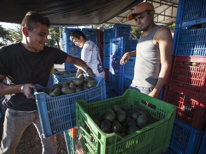 Productores de aguacate en Tancítaro (Michoacán).