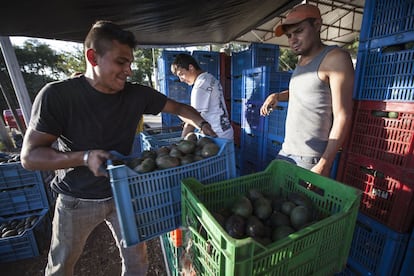 Productores de aguacate en Tancítaro (Michoacán).