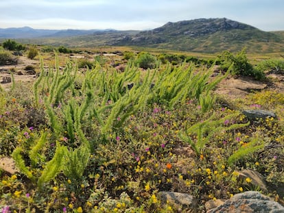 'Asparagus densiflorus' en su forma de cola de zorro en la región sudafricana de Namaqualand.