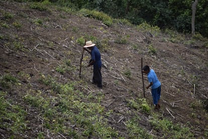 Un hombre y un joven trabajan en su campo en la costa salvadoreña de La Libertad, en junio de 2022.