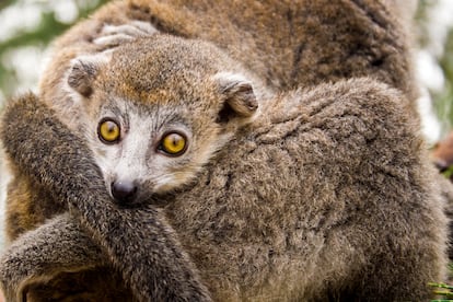 El lémur coronado (Eulemur Coronatus) es una de las especies endémicas del norte de Madagascar.