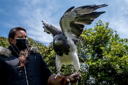 La experta en aves rapaces del Bioparque La Reserva muestra al águila de páramo a los niños que están de visita.