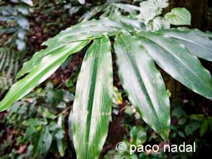 Hubo un día, hijo mío, en el que toda África fue así