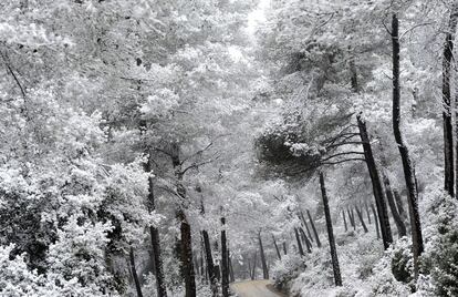 Bosque nevado en Rubí, Barcelona.