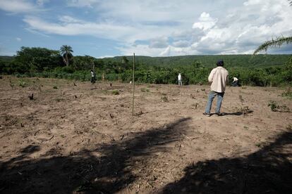 A plot of land being reforested.