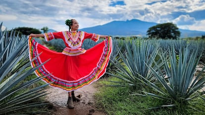 Plantación de agave azul (’Agave tequilana’) en Tequila, en el Estado mexicano de Jalisco. 