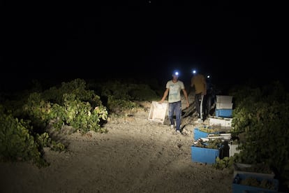 La vendimia nocturna evita la oxidación de la uva y su fermentación antes de lo deseado y mejora la calidad de los vinos.