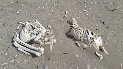 Los restos óseos hallados en la playa.