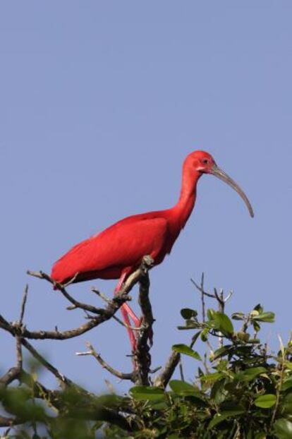 Ibis escarlata, también llamado Coro Colorado en Venezuela.