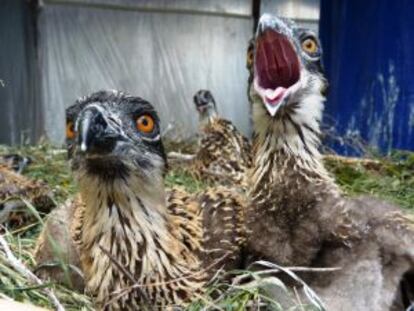 Pollos de águila pescadora procedentes de Alemania.