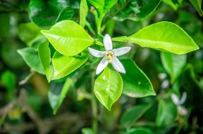 Una flor de naranjo.